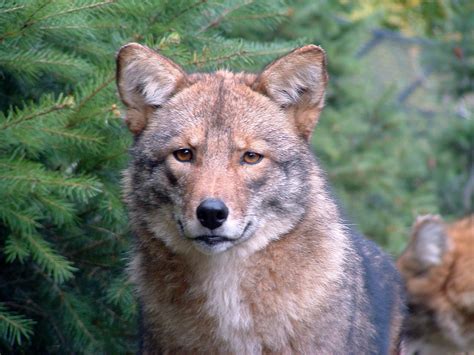 are coywolves real